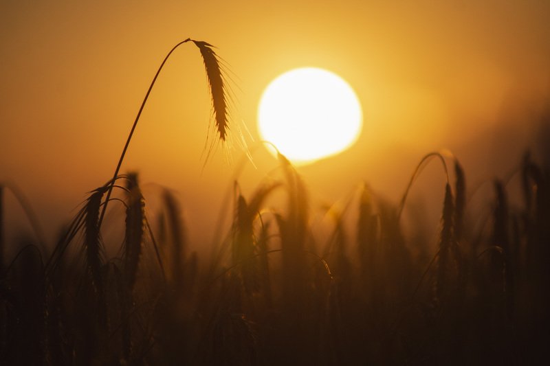 природа, пейзаж, закат, поле, солнце * * * фото превью