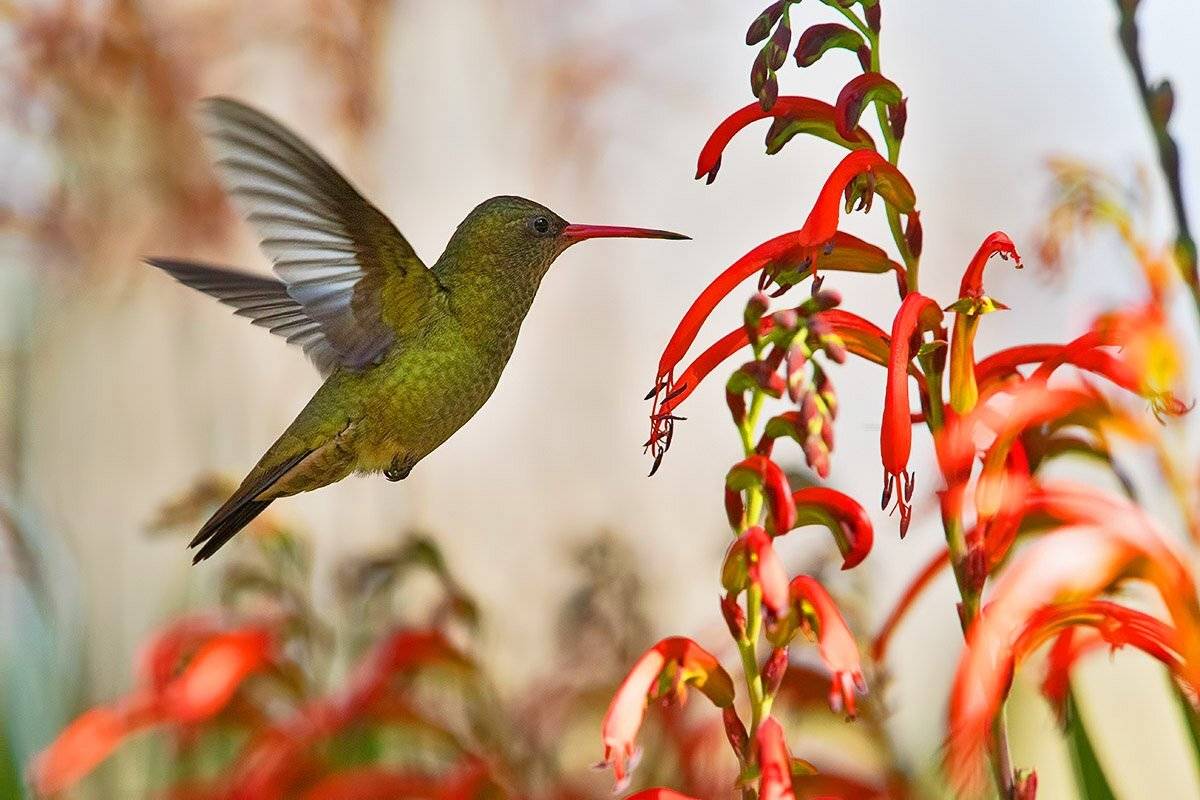 птицы, уругвай, Елена Давыдова