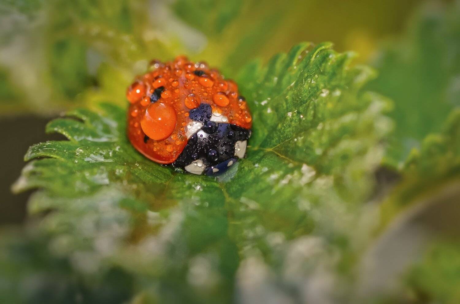 макро,насекомое,оранжевая,божья коровка,капельки,травка, Владимир Володин
