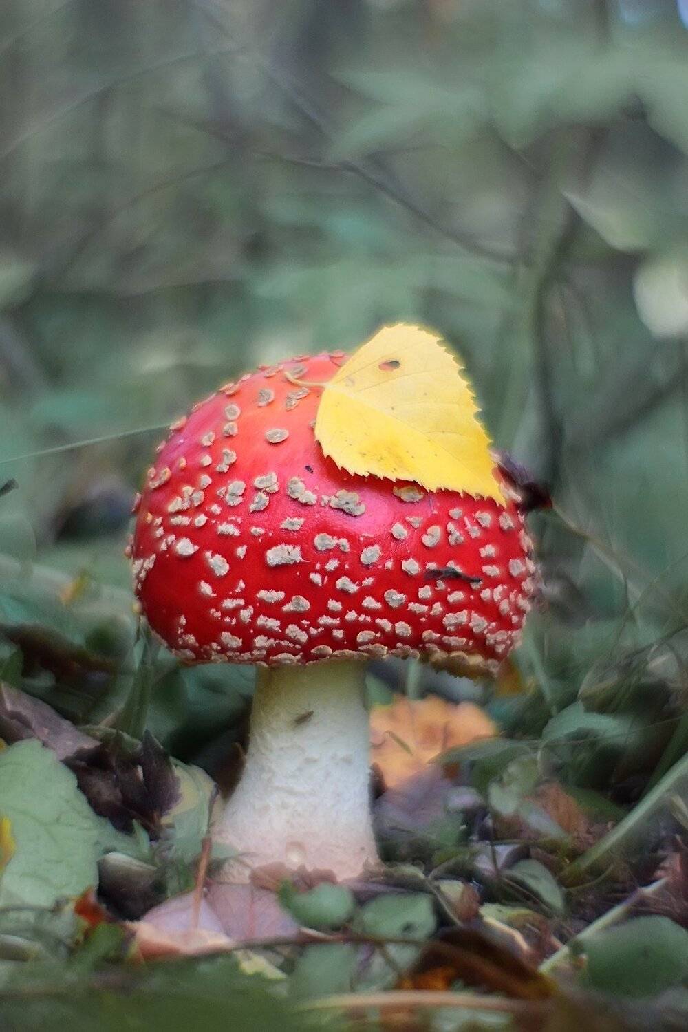 , Галина Горькавая