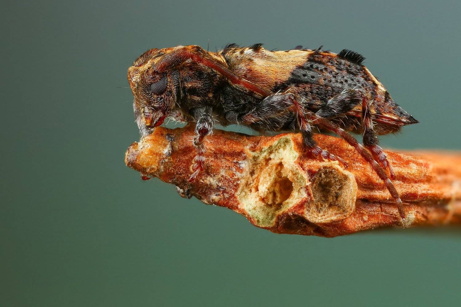 макро,природа,насекомое,животное,жук,растение,ветка,цвет,зеленый,оранжевый, Андрей Шаповалов