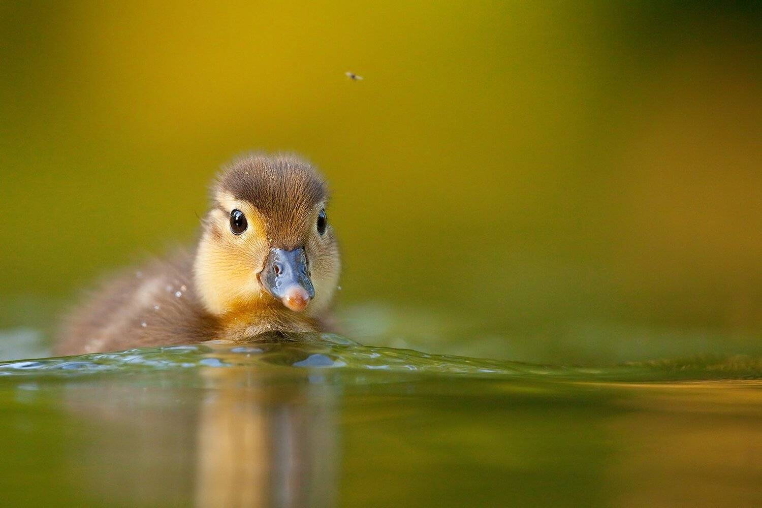 Mandarin duck. Автор: Robert Adamec , Robert Adamec