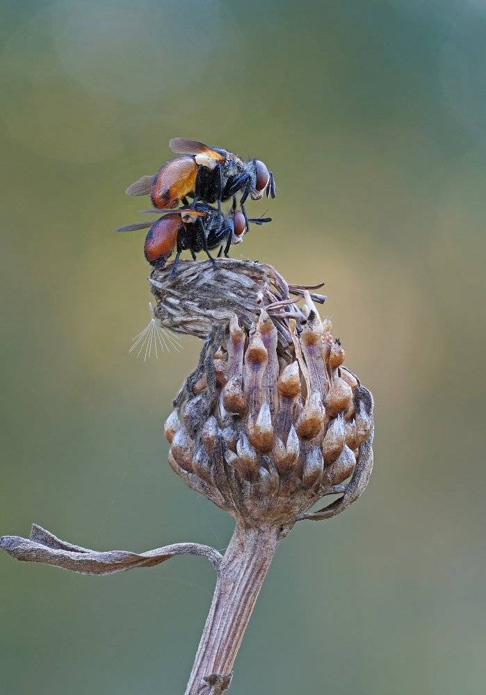 , Чепленко Алексей