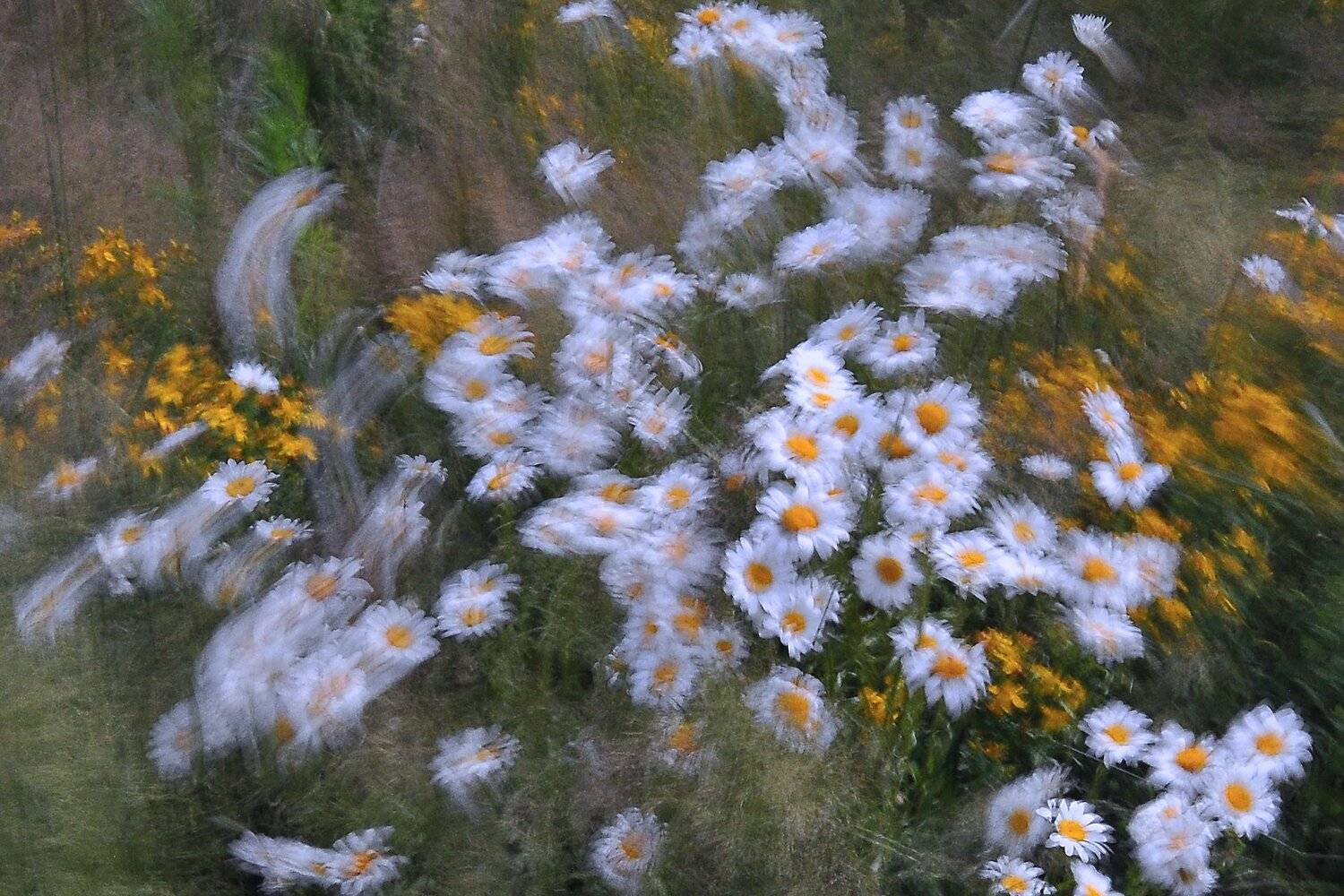 абстракция, цветы,акварель, ромашки, Юрий Яковлев