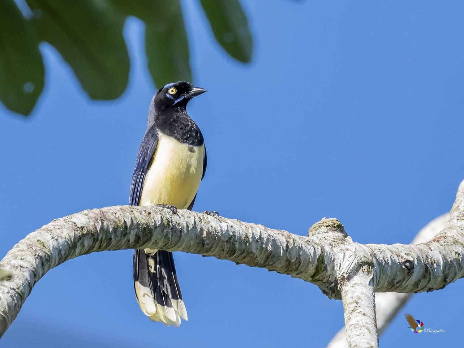 , Fernando Burgalin Sequeira