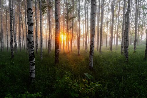 Первые лучи солнца в березовой роще