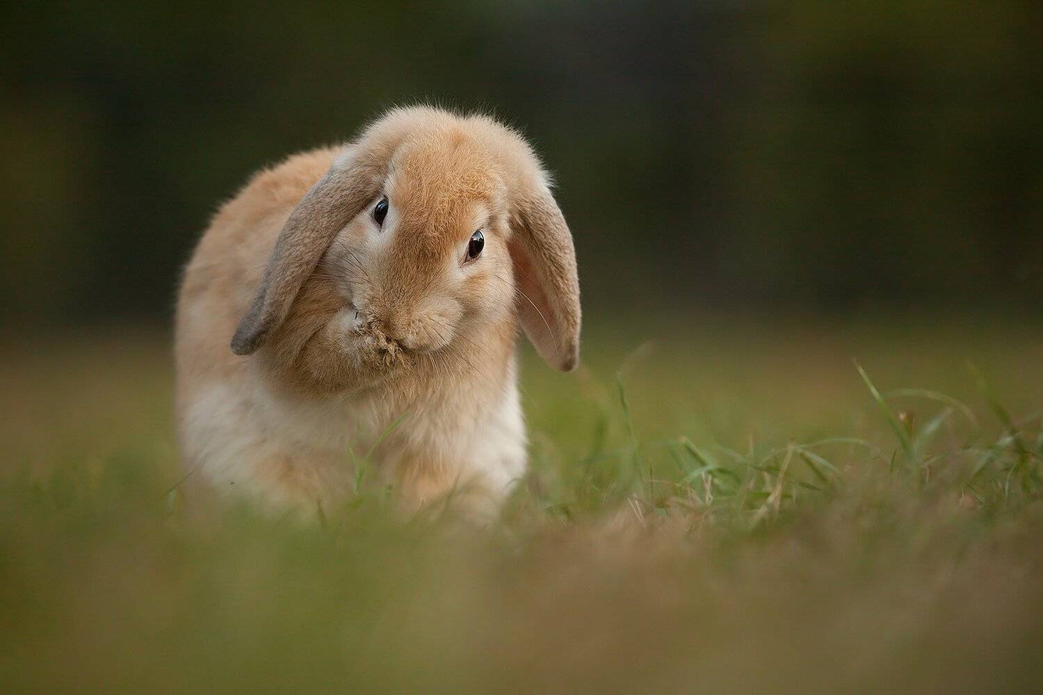 Rabbit. Автор: Robert Adamec , Robert Adamec