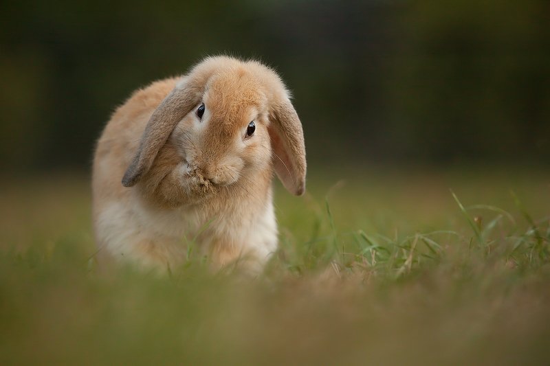 Rabbit фото превью