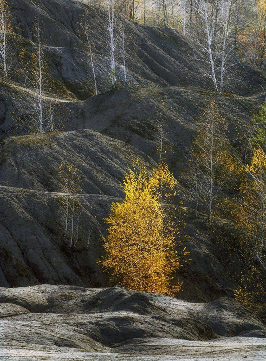 , Анатолий Зверев