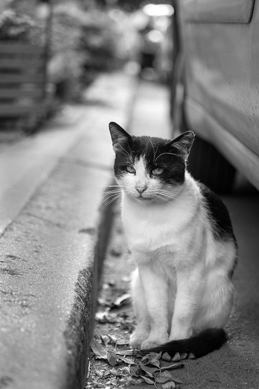 Квартален Разбойник фото превью