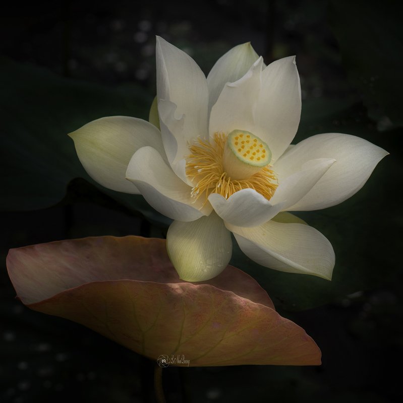 Lotus #2 фото превью