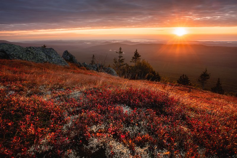 Черничный рассвет фото превью