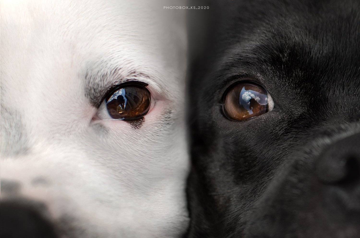 анималистика, портрет, Екатерина Кикоть