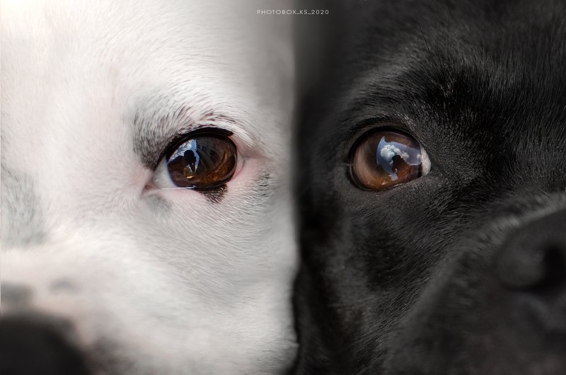 анималистика, портрет Инь и Янь фото превью