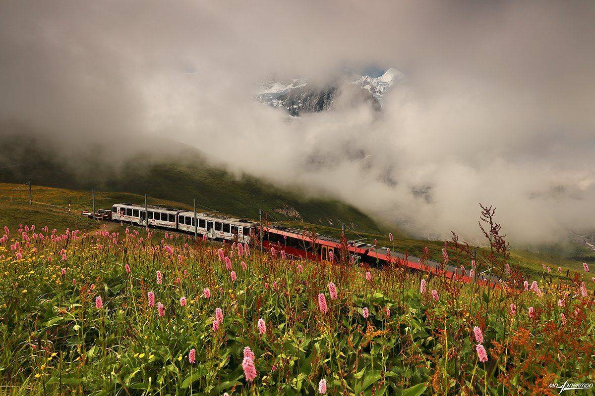 swiss, Матвеев Николай