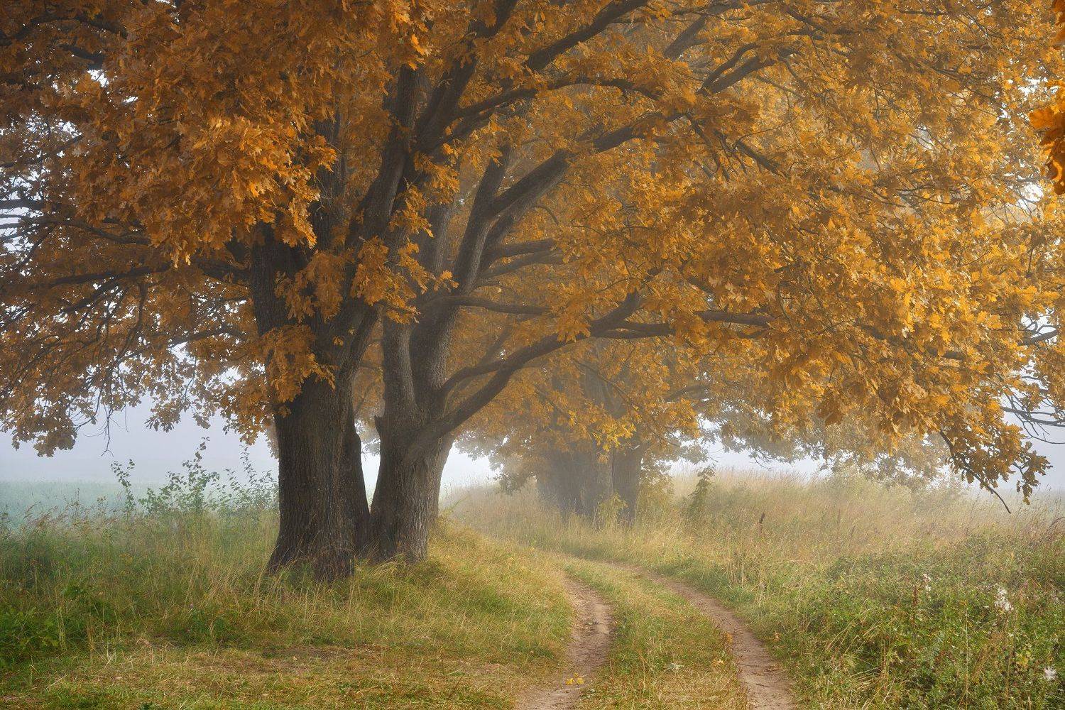 , Григорий Бельцев
