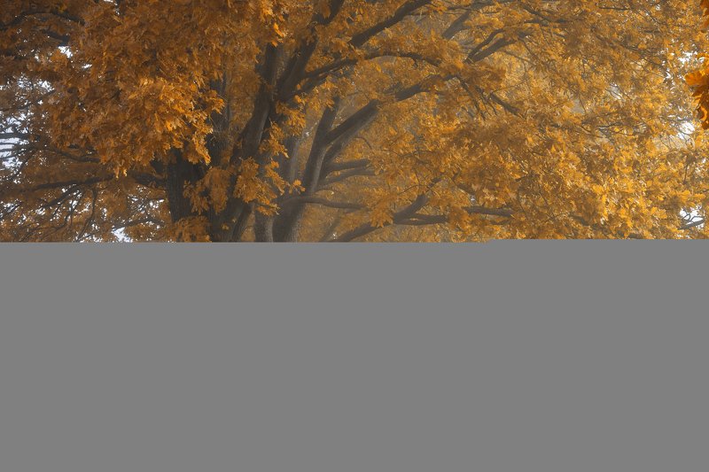 Золотые дубы фото превью