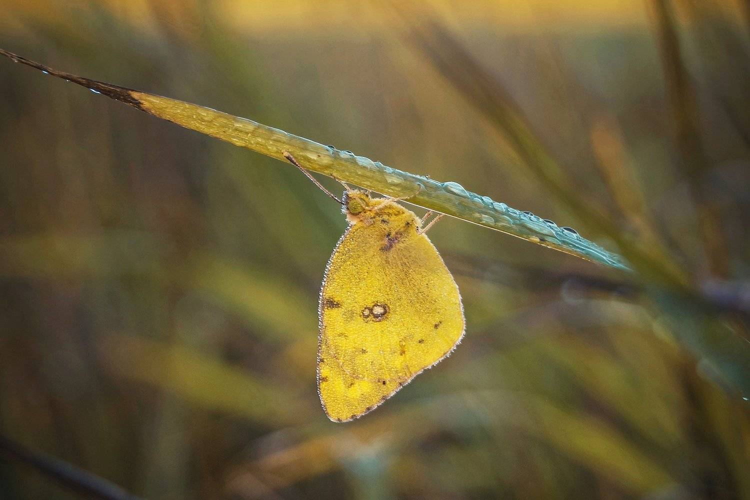 природа  утро рассвет роса трава насекомые бабочка макро, Людмила
