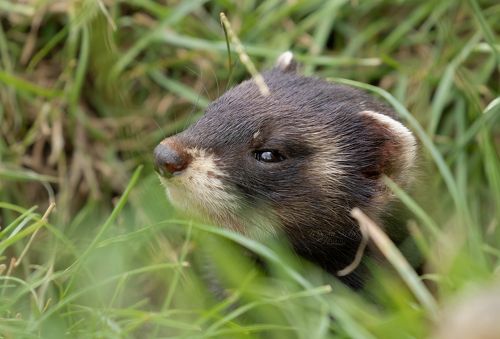 Polecat