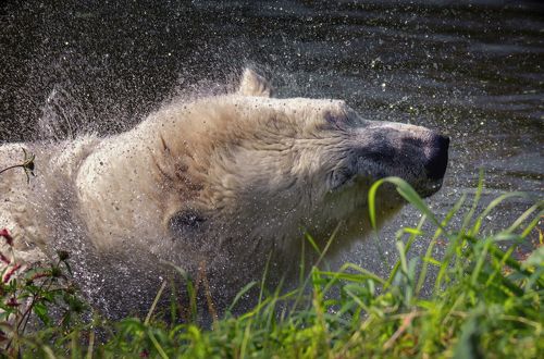 Умка повзрослел..