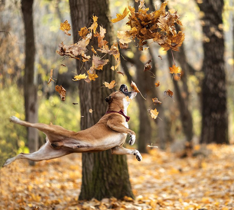 собака, прогулка, осень, листопад, полёт,парк,dog, beast,autumn, nature, flying Осенний полёт фото превью
