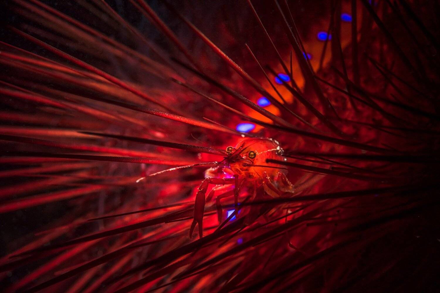 sea urchin, cleaning, shrimp, Андрей Савин