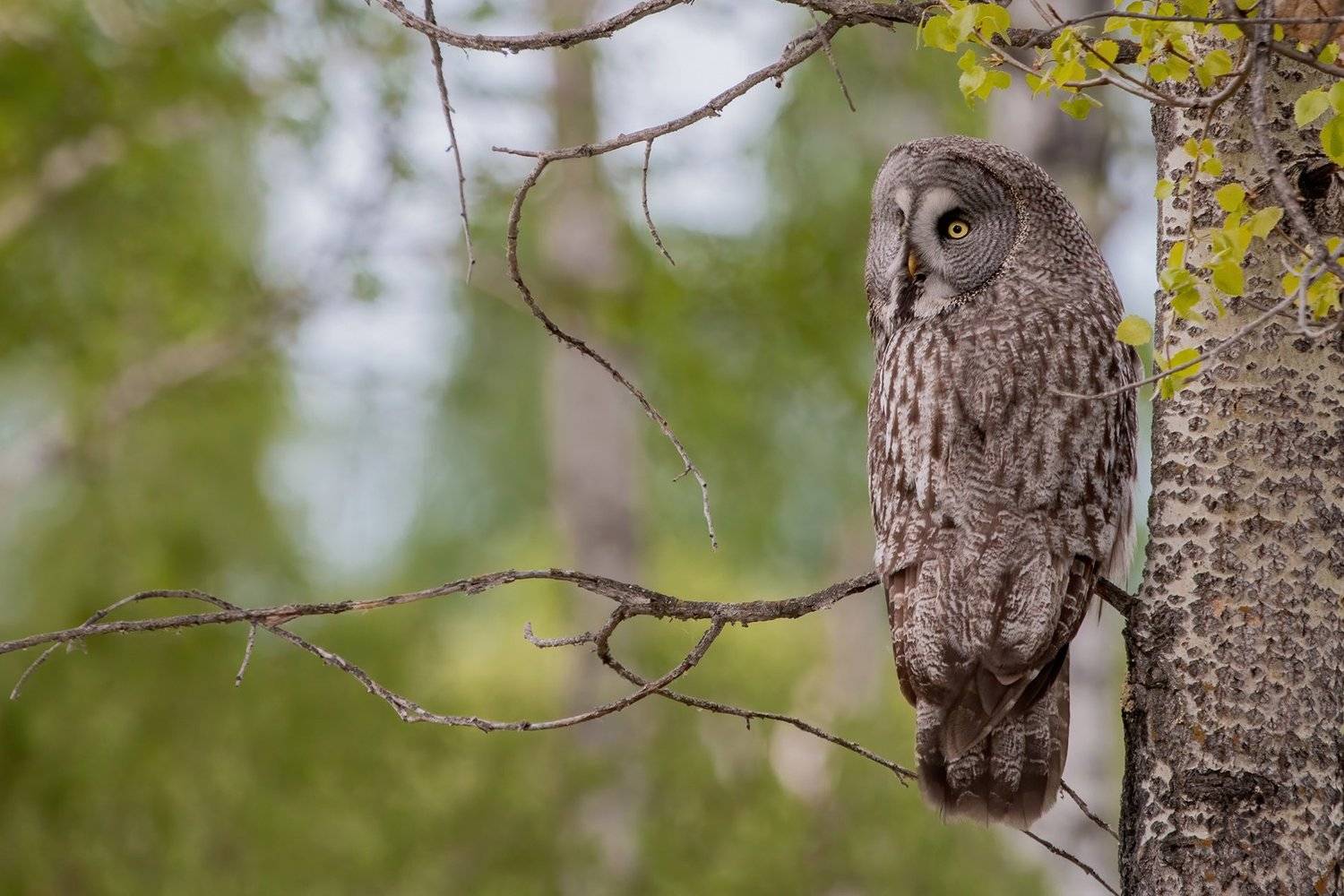 Неясыть, owl, great owl, птица, сова, Евгений Попов