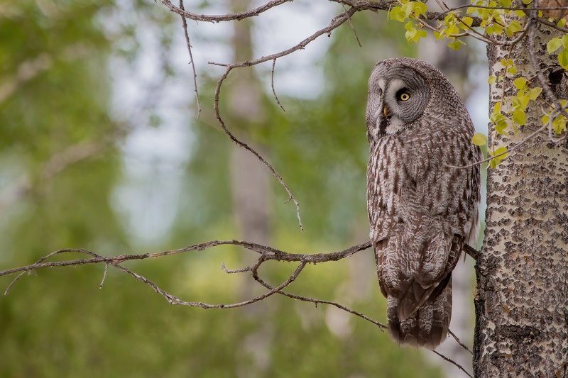 Осиновое царство фото превью