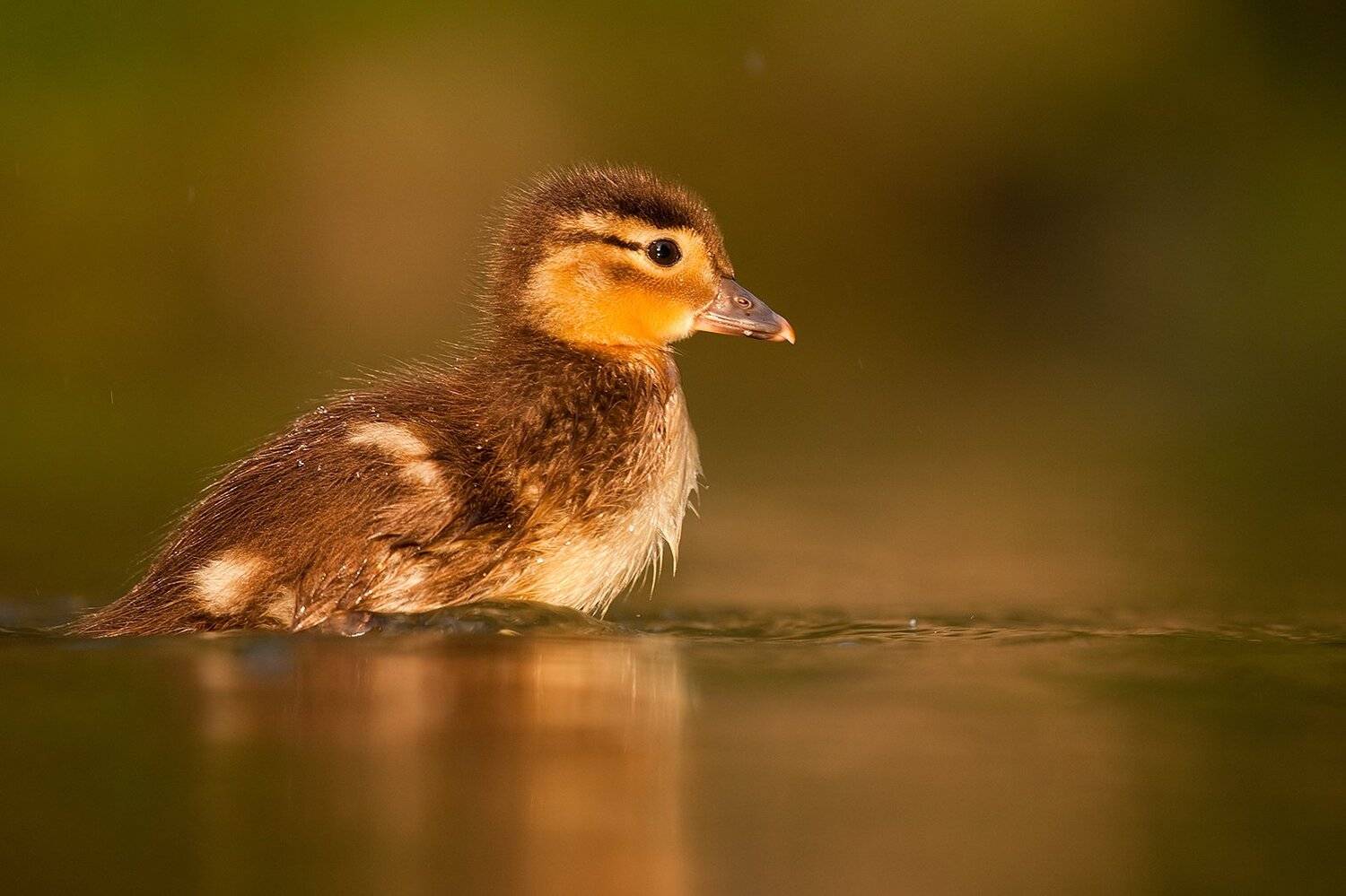 , Robert Adamec