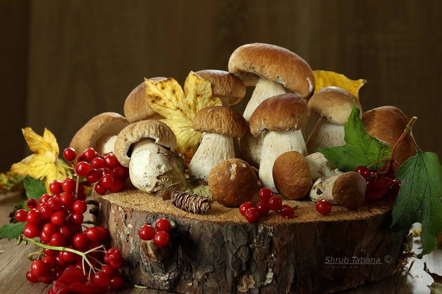 грибы, белые, пенек, калина, Шруб (Беляева) Татьяна