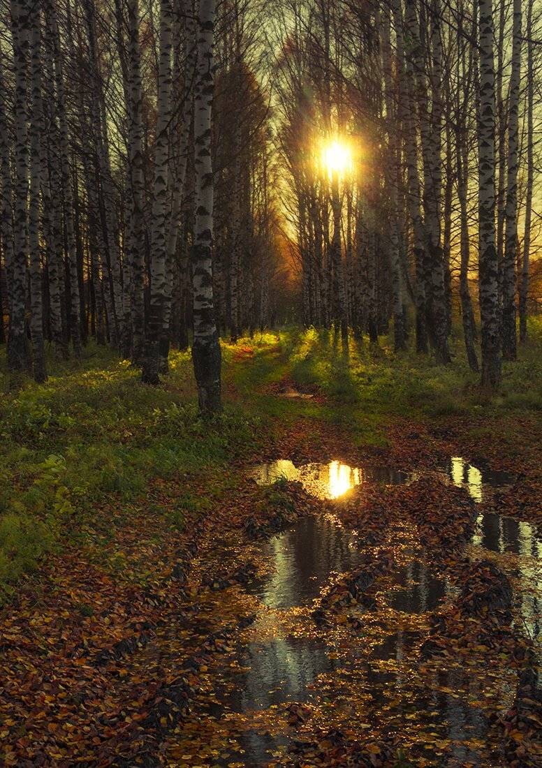 пейзаж,закат,осень,берёзы,дорога,кострома, Елена Рубинская