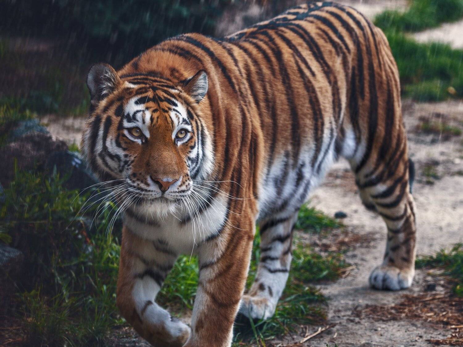 , Олег Богданов