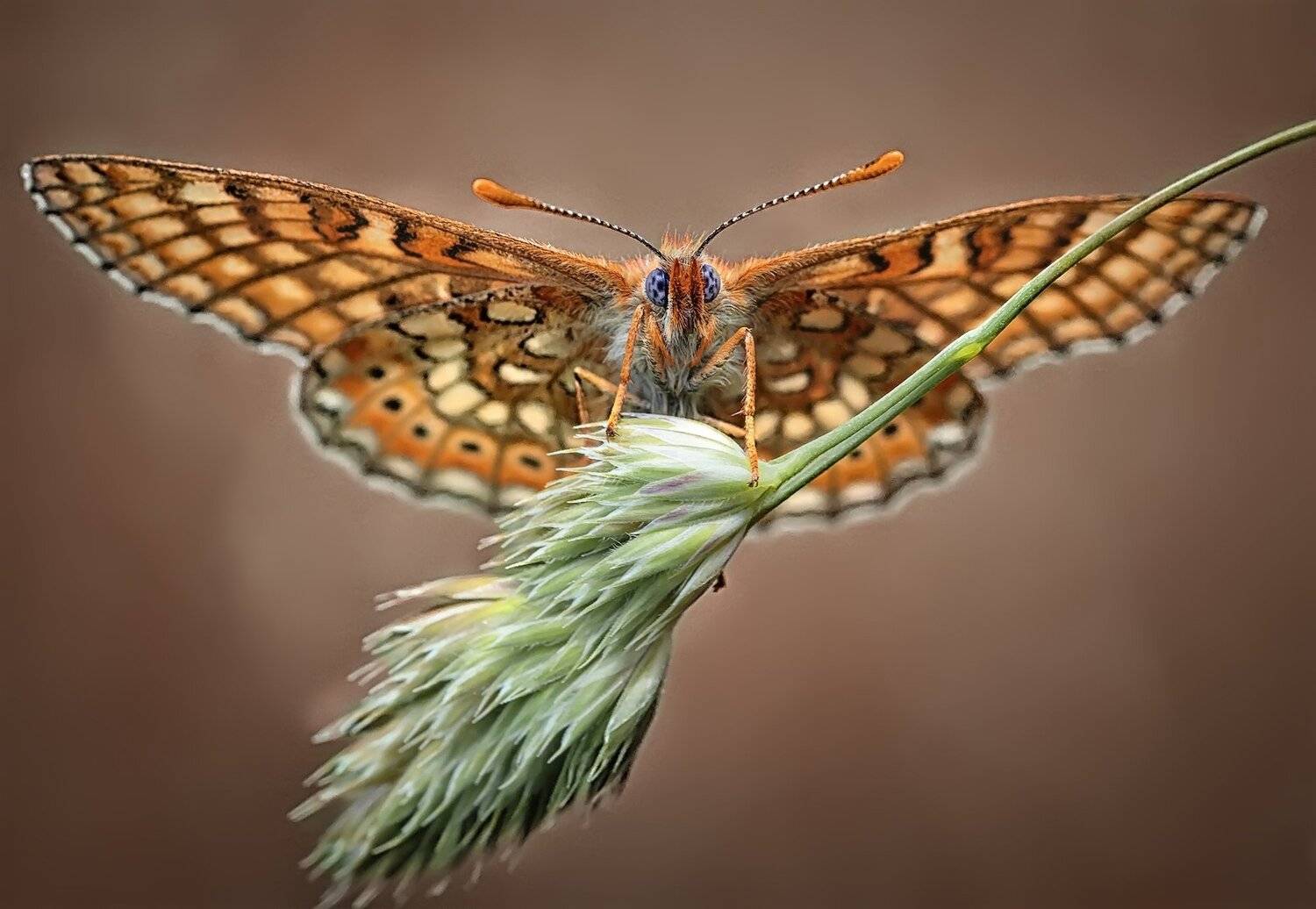 , Галина Горькавая