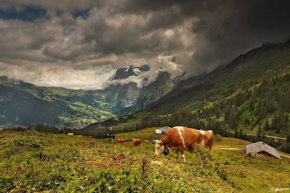 swiss, Матвеев Николай