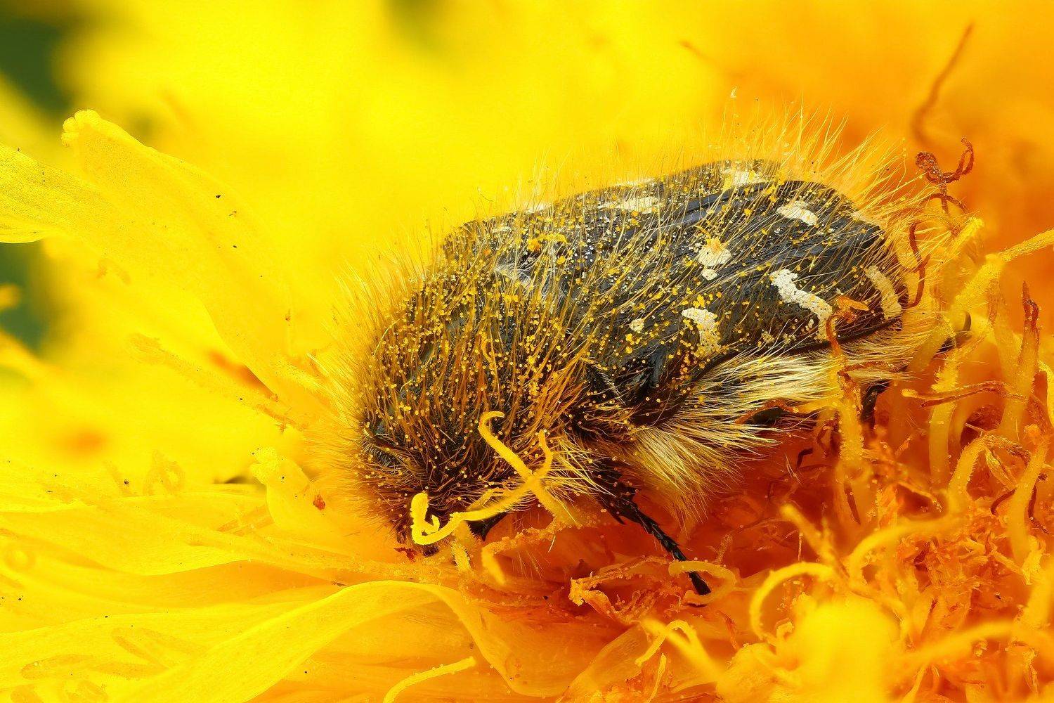 макро,природа,насекомое,животное,жук,растение,цветок,цвет,зеленый,оранжевый, Андрей Шаповалов