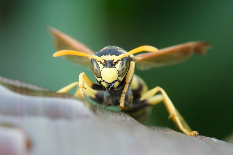 macro *12 фото превью