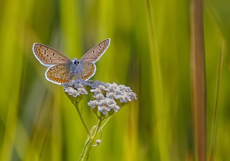 Солнечная подзарядка фото превью