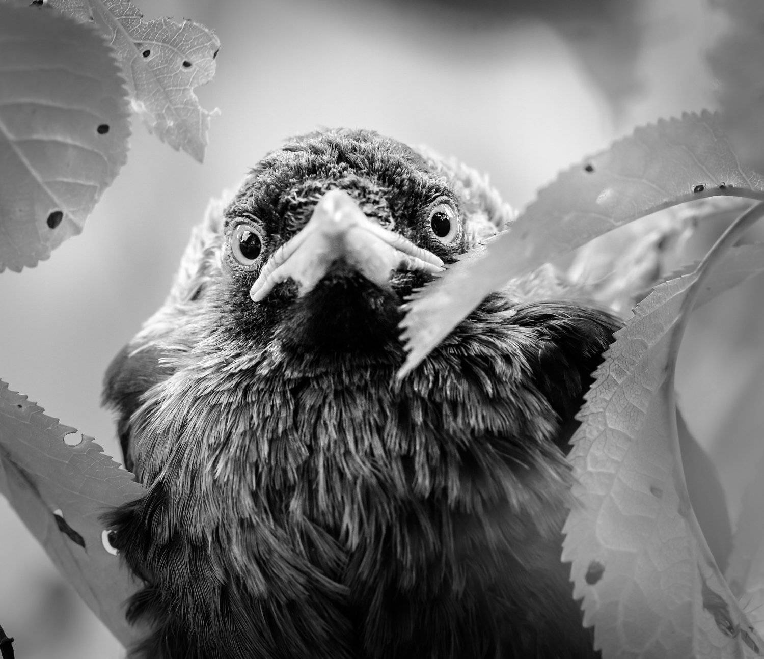 галчонок, слёток, галка, чб, Coloeus monedula, Corvus monedula, птенец, птица крупно, птица в анфас, портрет, Ксения Соварцева