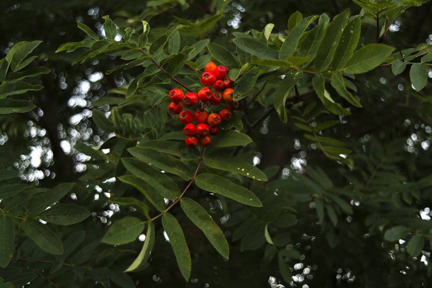 , Марина Никулина