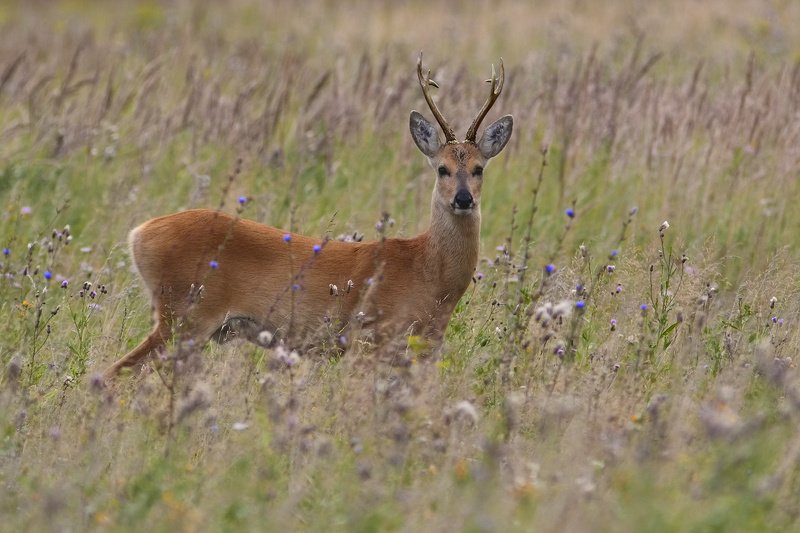 СК фото превью