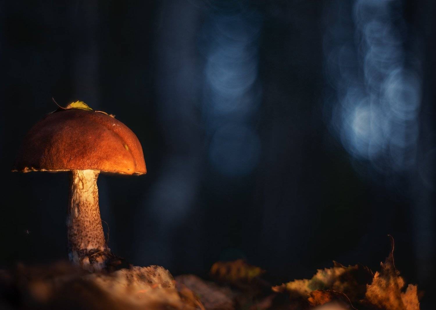 , Алексей Чистяков