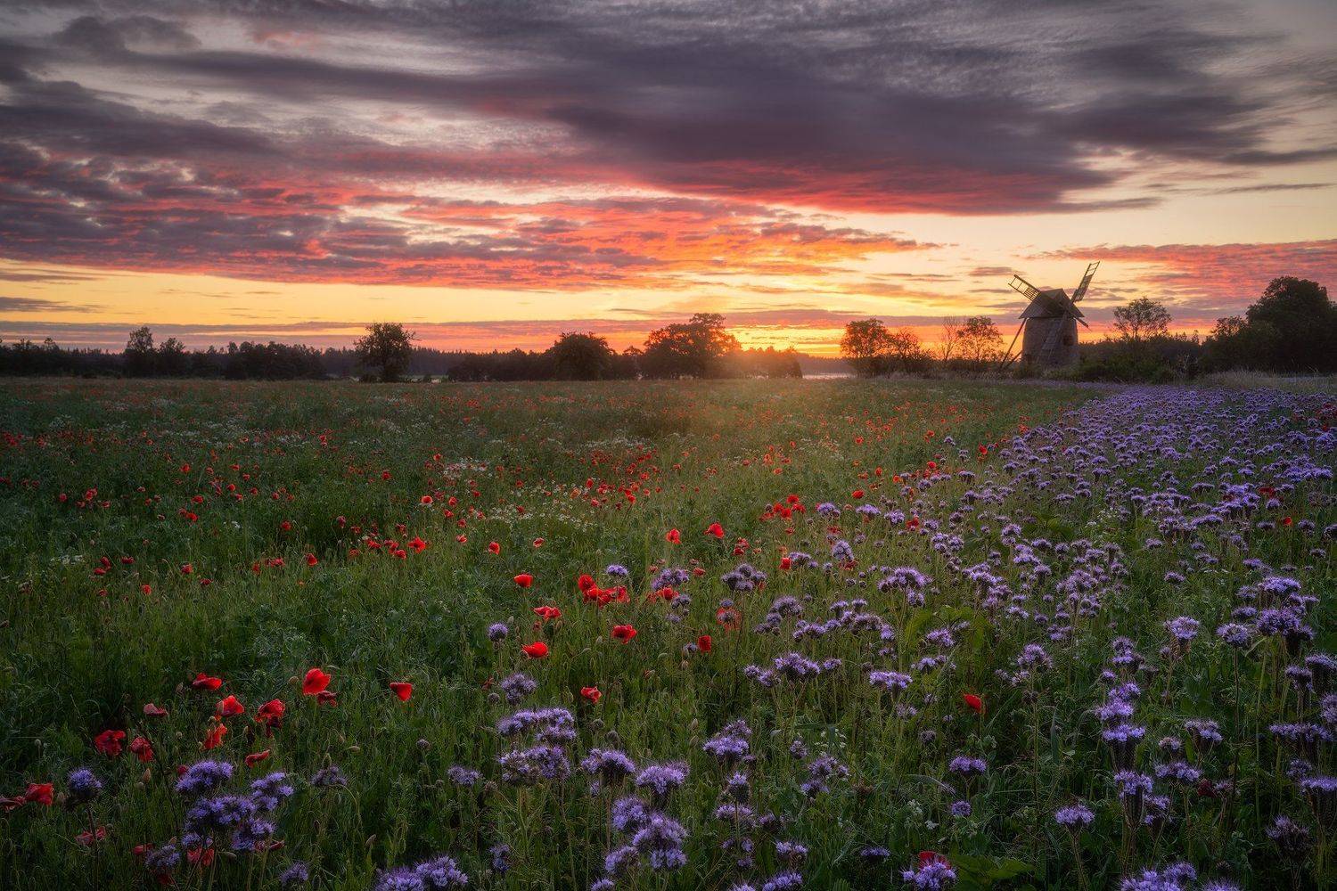 balticsea, beforesunrise, Blue, dawn, Field, fieldofflowers, flowerfield, flowermeadow, flowery, flowerymeadow, Gotland, Island, Meadow, mist, morning, morningmist, offlowers, outdoors, phacelia, poopyfield, poppy, red, Scandinavia, shining, summer, sunri, Ludwig Riml
