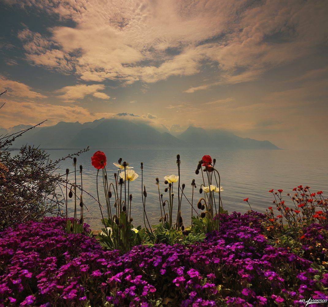 swiss, Матвеев Николай