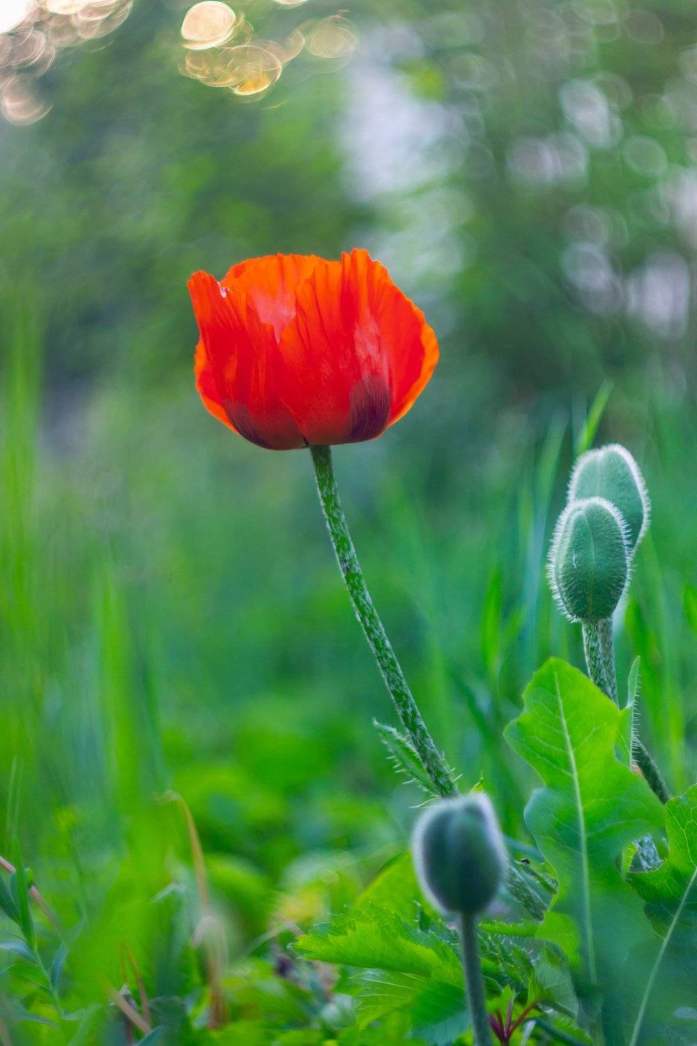 цветы, маки, мак, Руслан Востриков