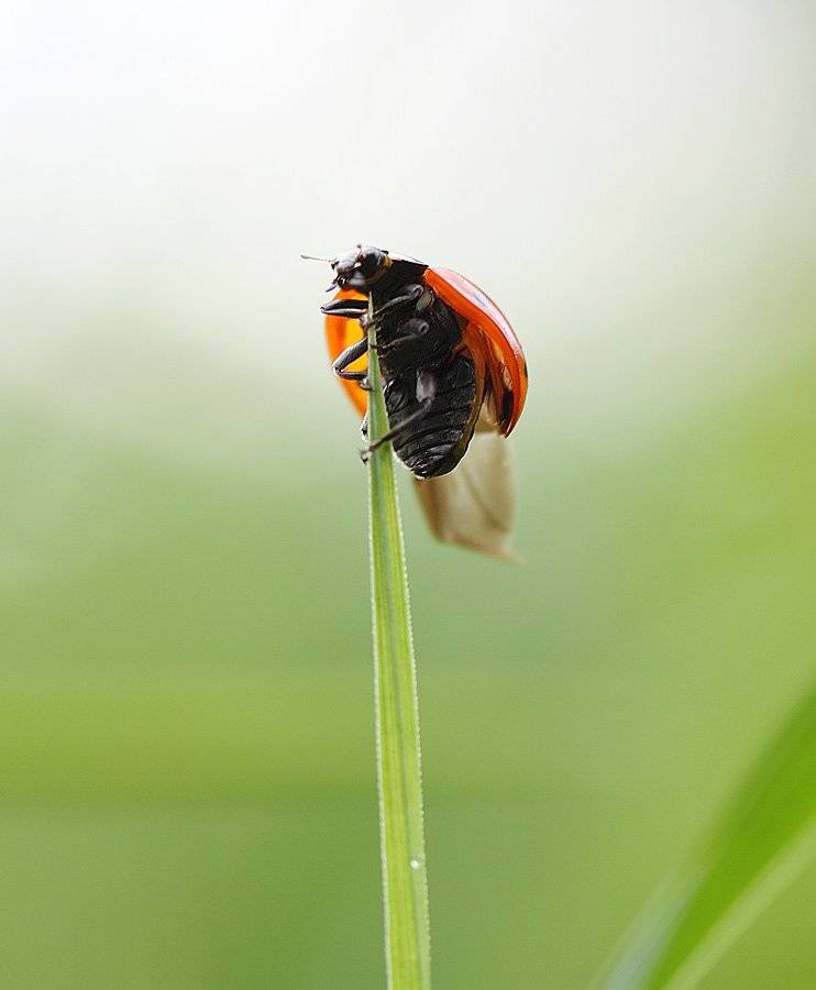 , Сергей Таланов