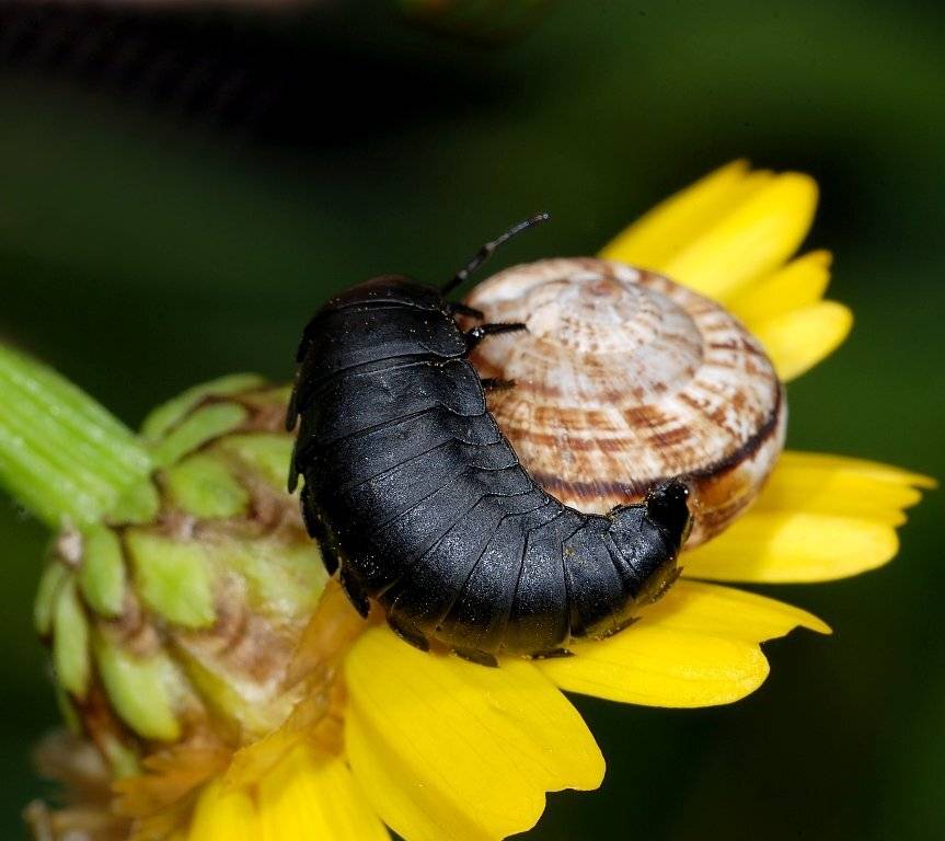 , Игорь ФУММ