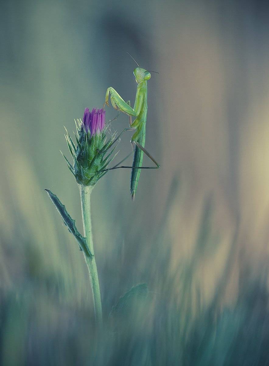 , iryna