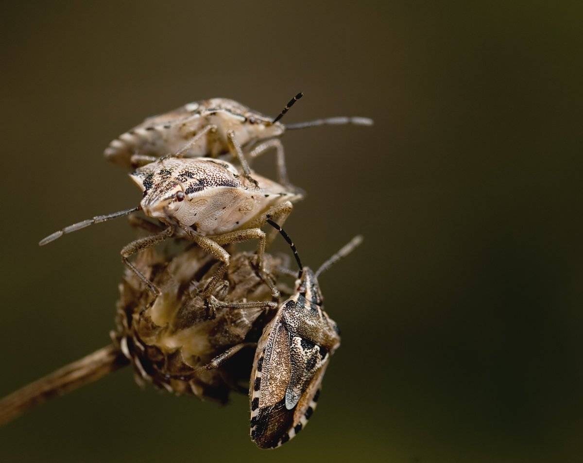 , Игорь ФУММ