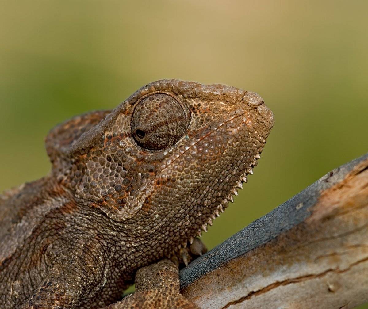 , Игорь ФУММ