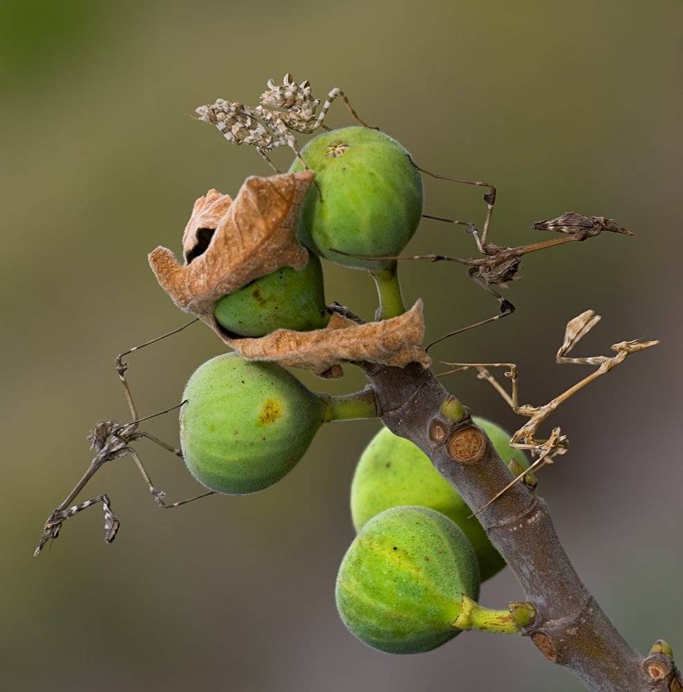 , Игорь ФУММ